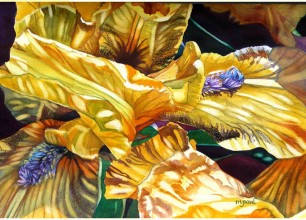 #155- s Yellow Iris'
28"w x 22"h, framed size
$650